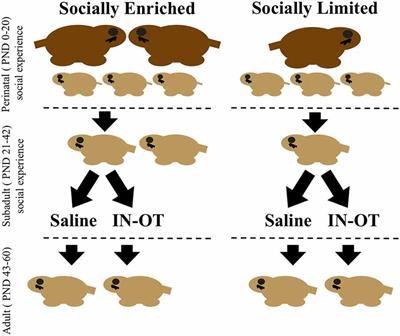 The Impact of Early Postnatal and Juvenile Social Environments on the Effects of Chronic Intranasal Oxytocin in the Prairie Vole